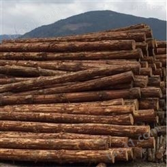常州杉木桩施工 绿化杉木桩尺寸 徐州杉木桩直径