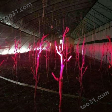 红皎阳激光植物补光灯 西红柿 蔬菜补光灯 C101 一亩地一个灯 增产 提前上市14天