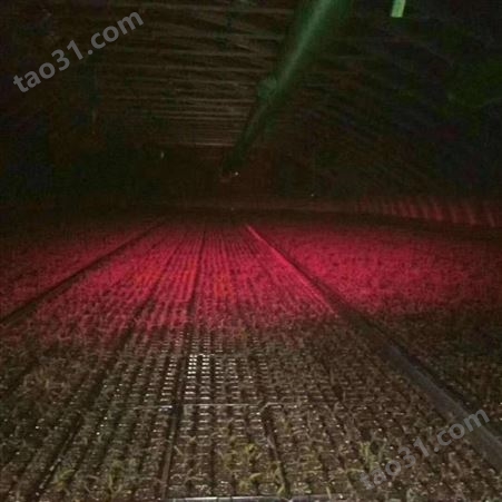 红皎阳激光植物补光灯 西红柿 蔬菜补光灯 C101 一亩地一个灯 增产 提前上市14天