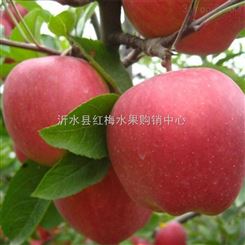 苹果批发基地纸袋膜袋红富士苹果低价批发果园供应出售