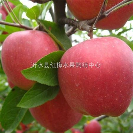 山东冷库红富士苹果产地市场批发价格出售