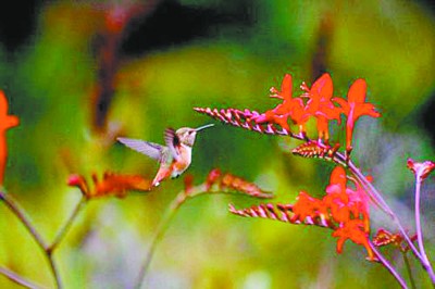 彩色蜂鸟空中盘旋姿势优美：翅膀似鲜艳花朵